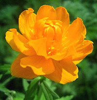 Online-spb.com - Купальница сибирская (Trollius asiaticus L.)